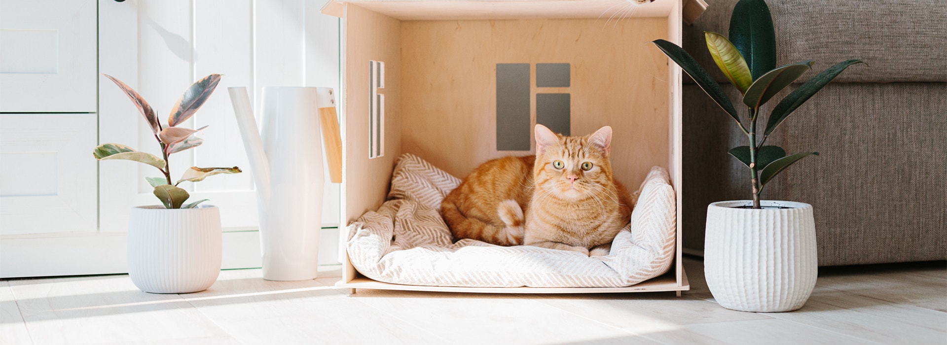 What are common household hazards for kittens?