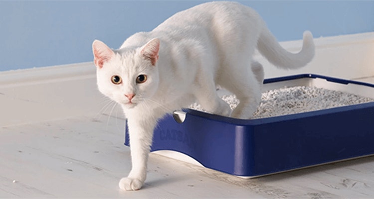 Why does my cat litter smell so bad?