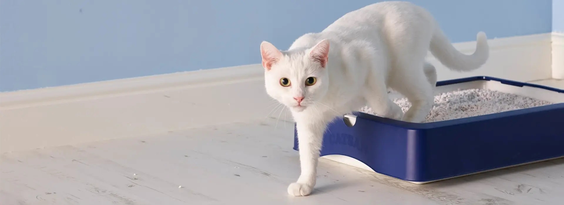 Why does my cat litter smell so bad?