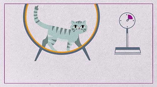 How much should I feed my cat?