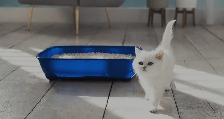 How to litter-train a kitten: Our quick and easy guide