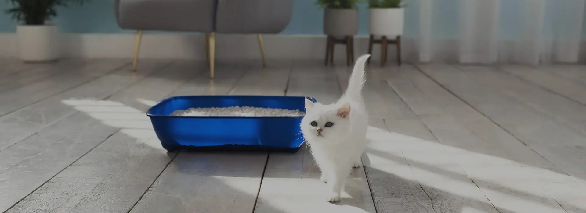How to litter-train a kitten: Our quick and easy guide