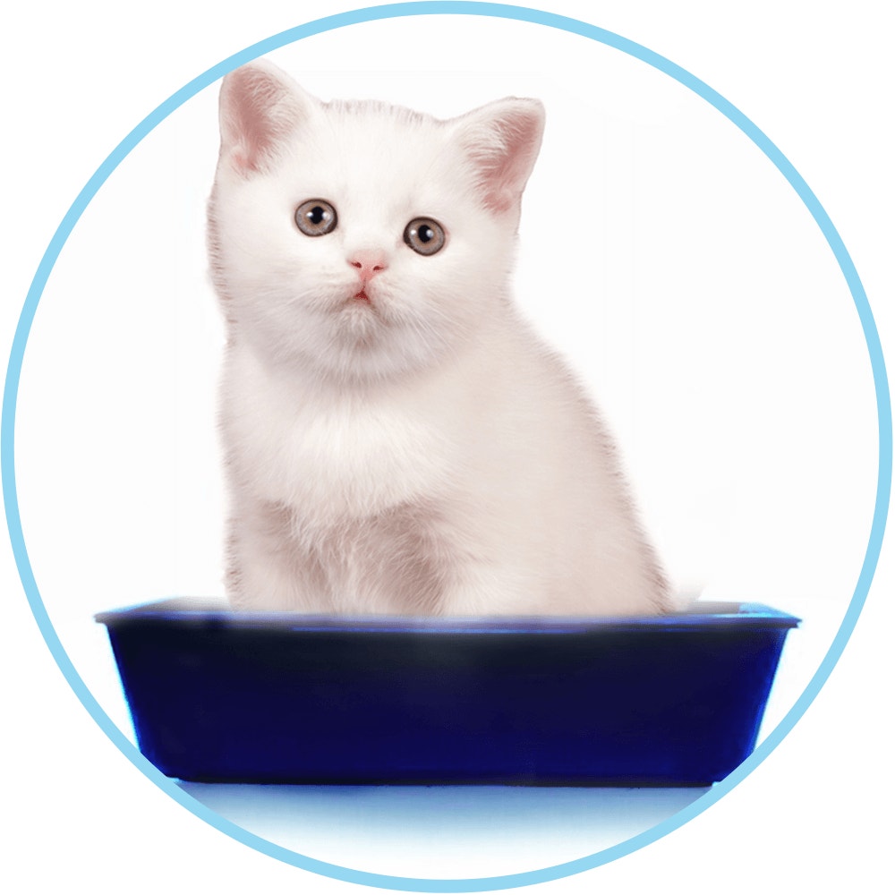 kitten icon