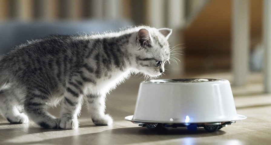 Kitten development: when does a kitten become a cat?