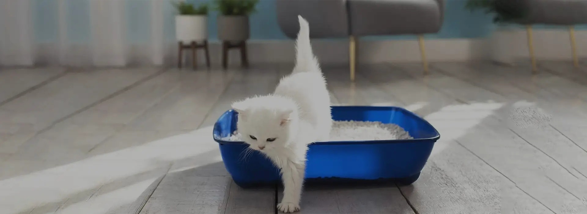 Where to put the cat litter box: the dos and don’ts