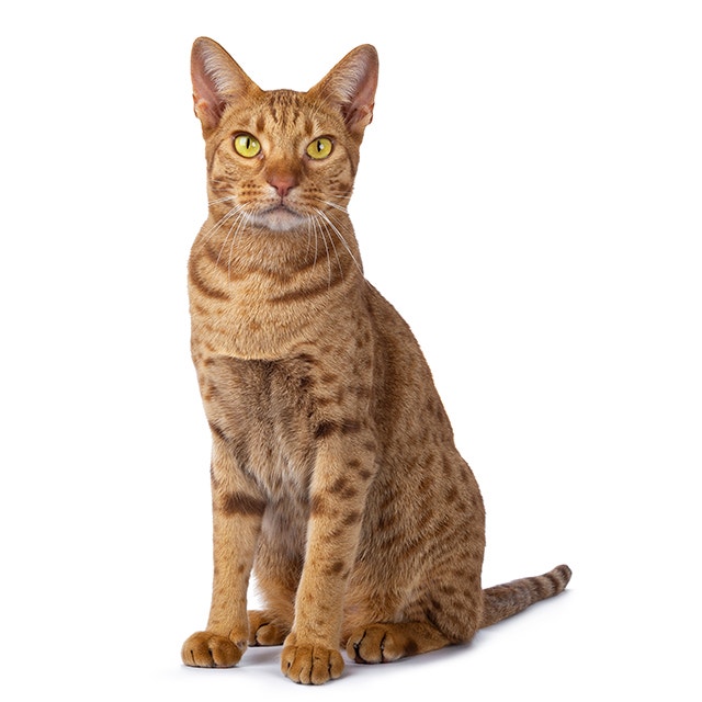 Ocicat.jpeg
