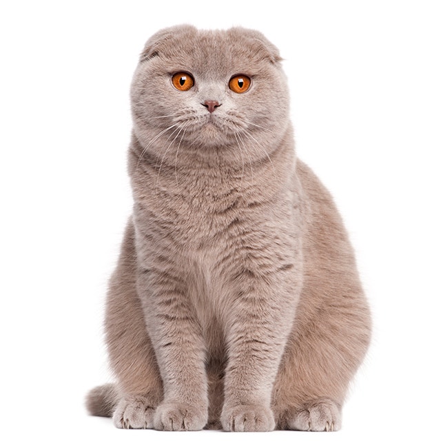 Scottish Fold.jpeg