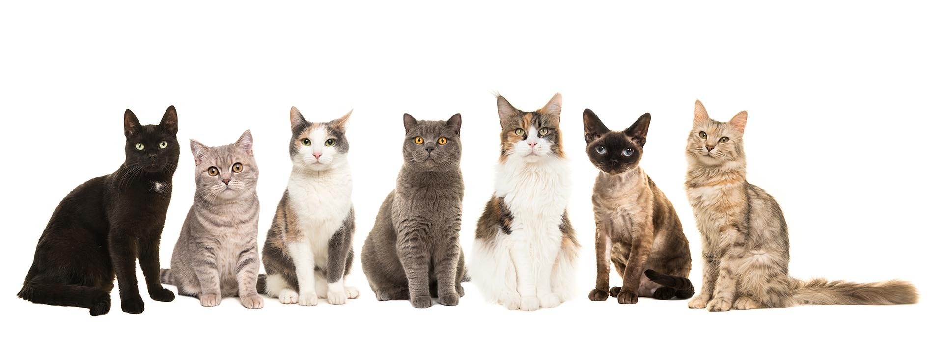 Cat Breeds
