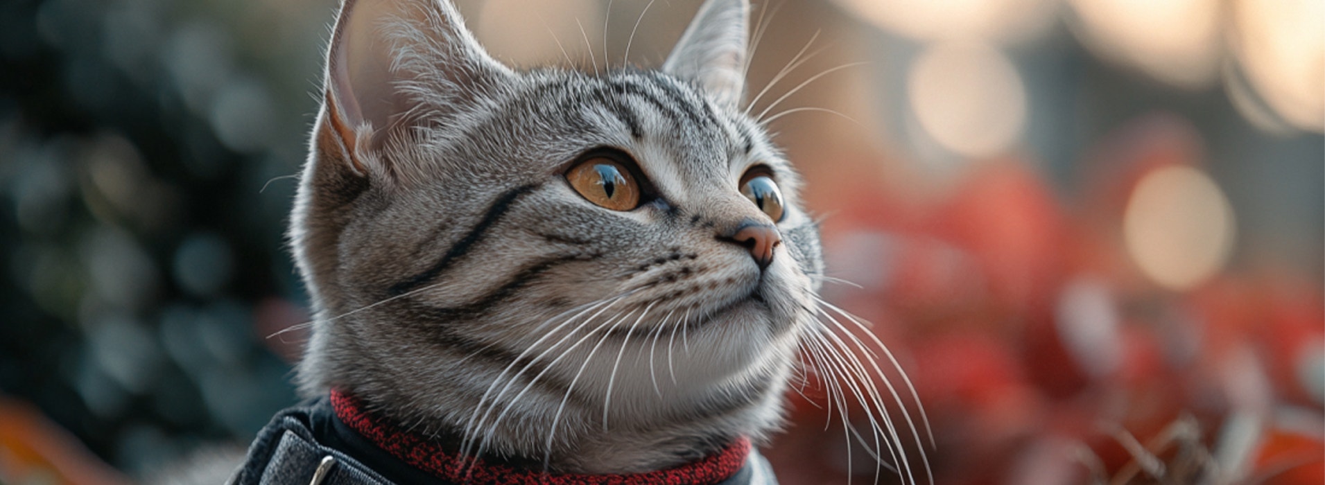 What are common household hazards for kittens?