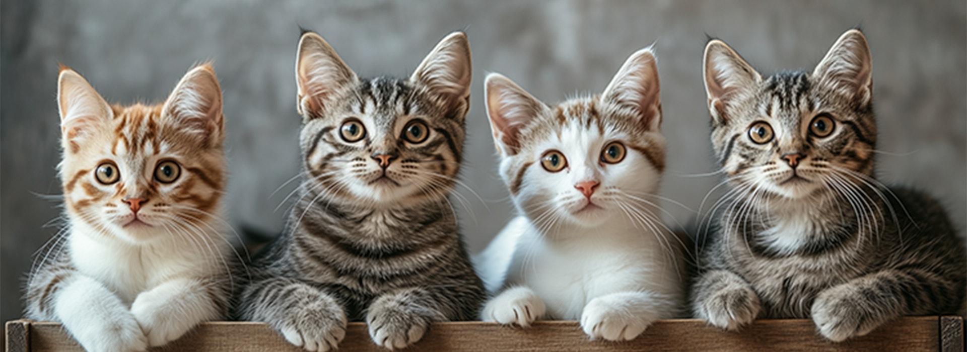 What does your cat’s breed tell you about it?