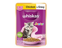 kitten food