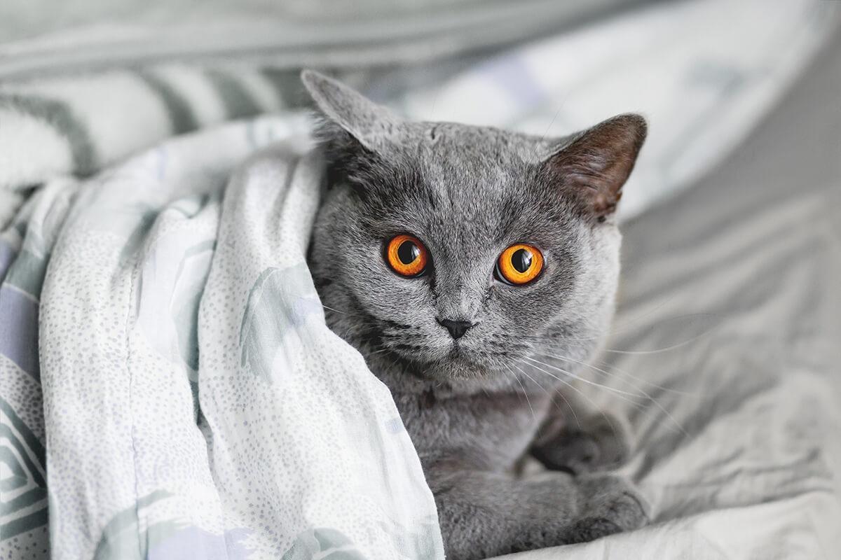 British shorthair cat breed sleeping on the bed