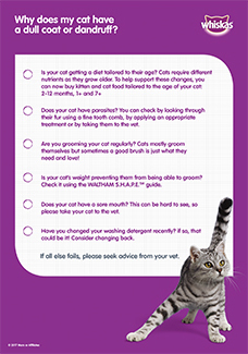 Why does my cat have a dull coat or dandruff?